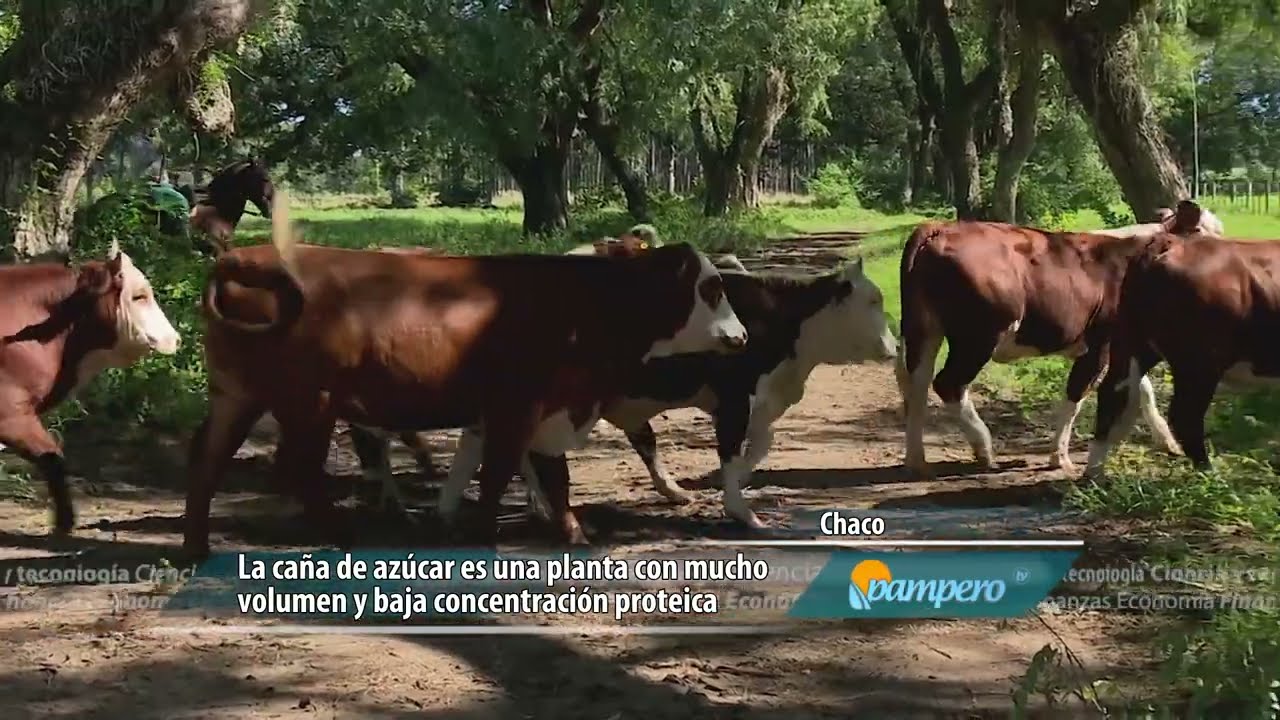 Suplementación con caña de azúcar en bovinos