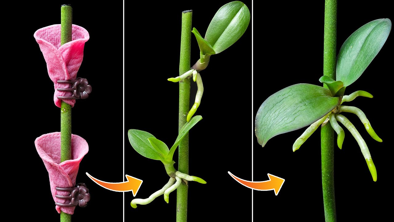 Just 1 cup per month, both roots and flowers bloom all year round