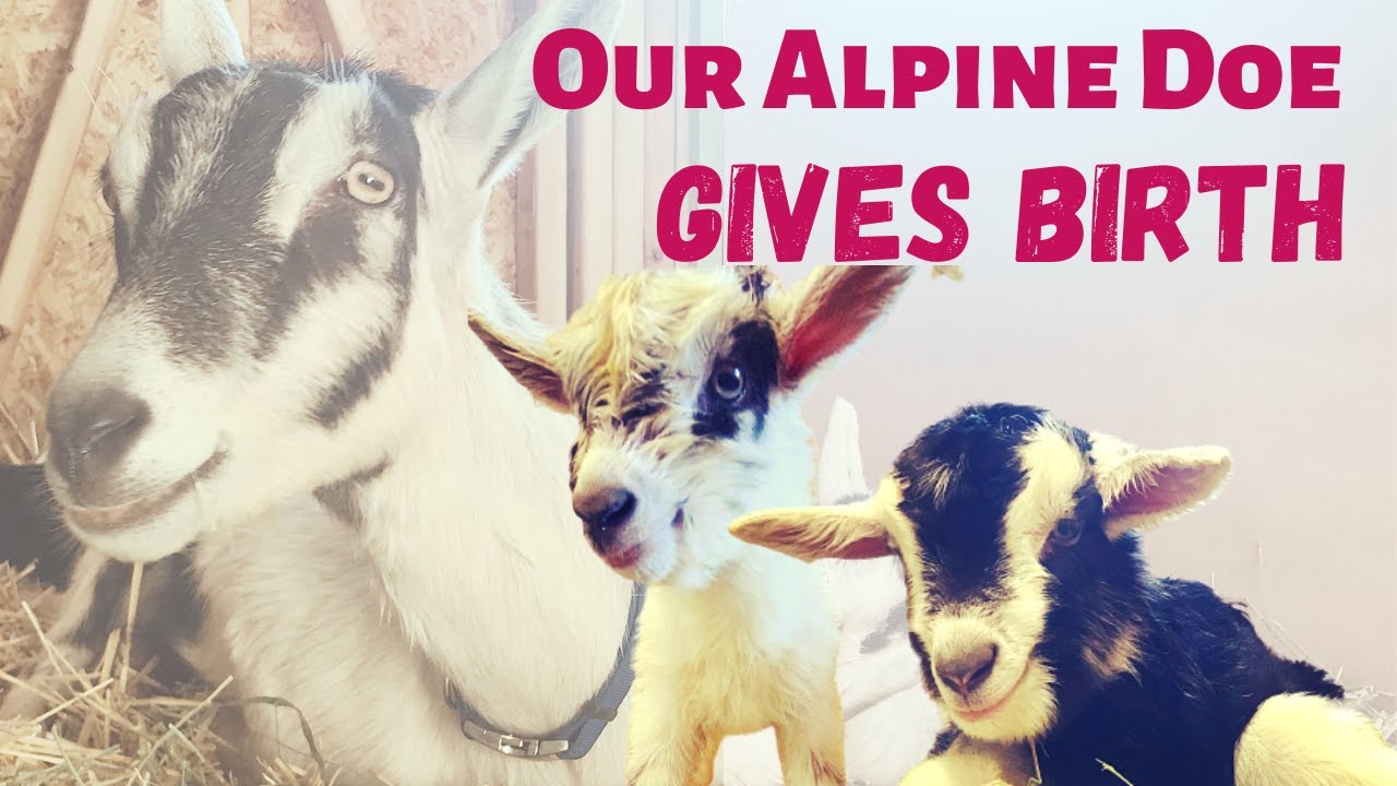 Our Alpine Doe Gives Birth!