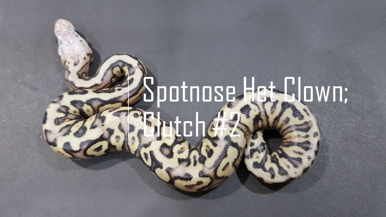 Spotnose Het Clown Clutch