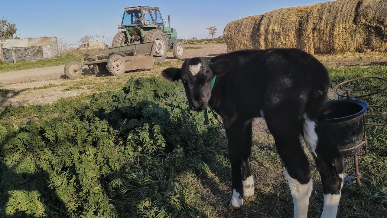 Algunos de los trabajos de campo  AGROPECUARIO
