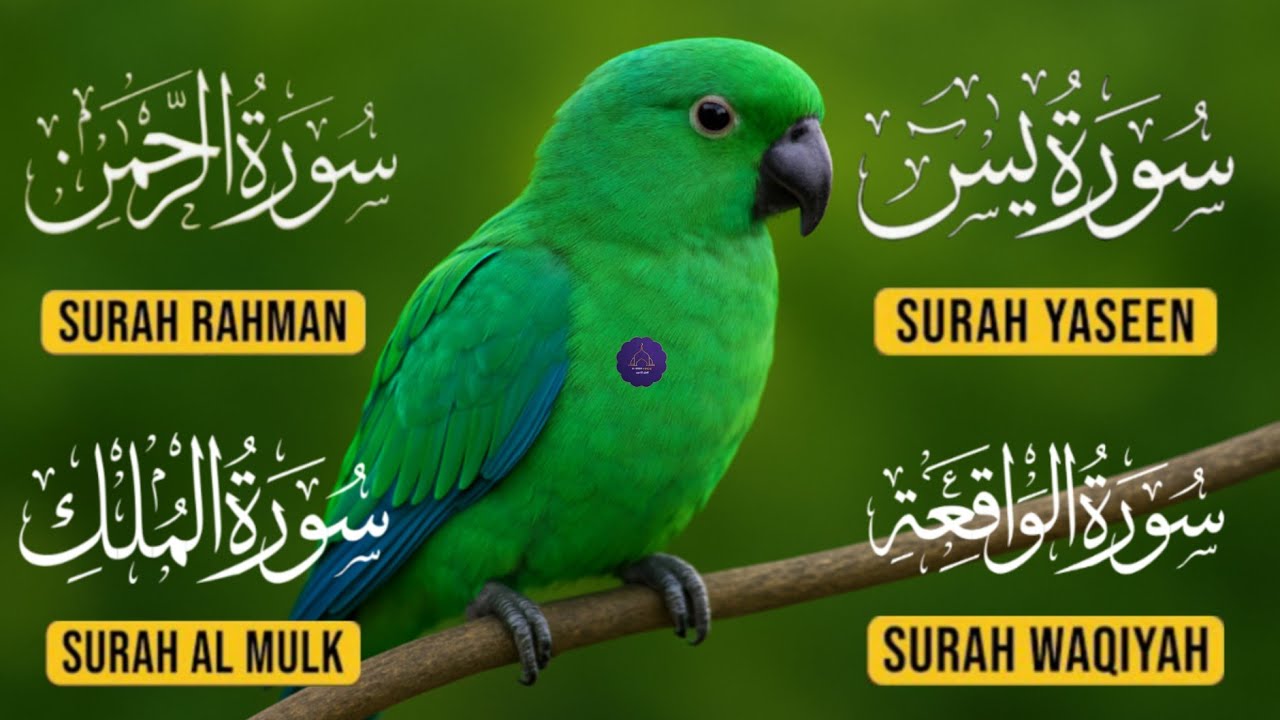Yaseen, Rahman, Waqiah & Mulk | Surahs of Blessings & Protection | Quran