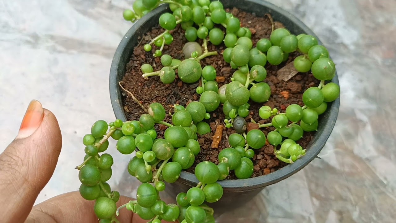 Why is my string of pearls dying? | String of pearls plant | @gabrielflorahouse5698