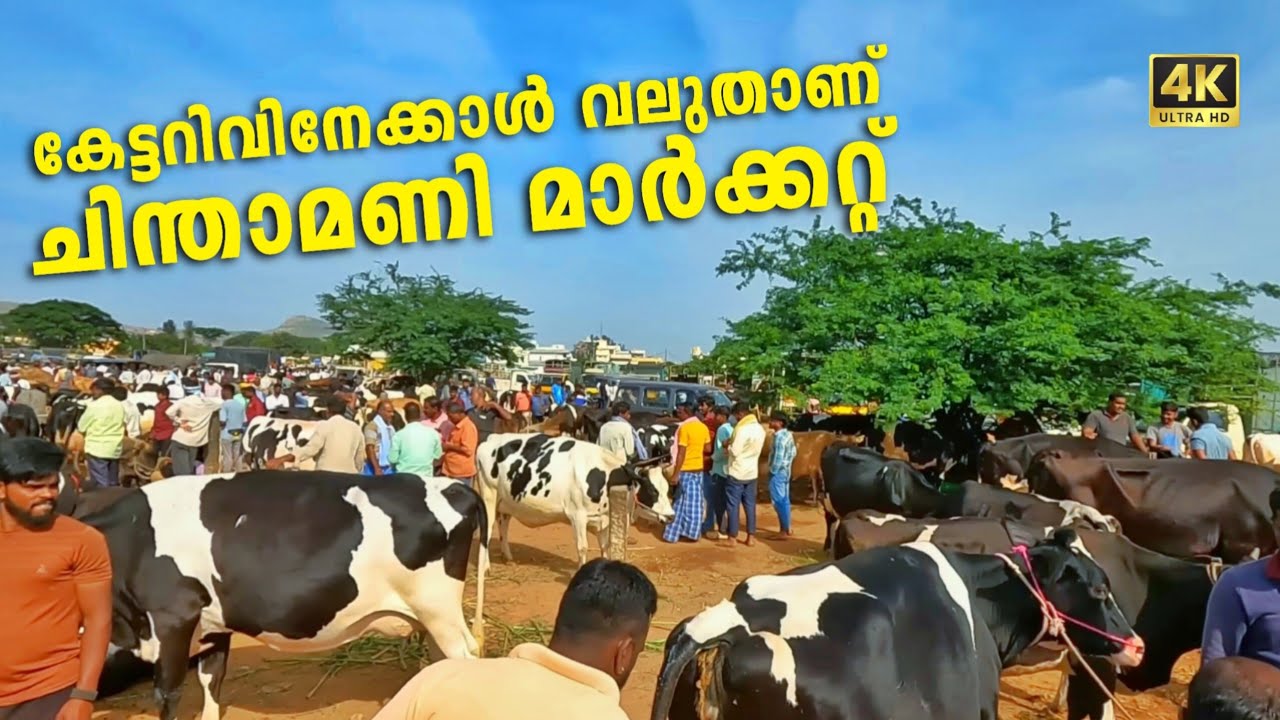 ചിന്താമണി പശുക്കൾ കേട്ടറിവ് മാത്രം അല്ല കണ്ടു തന്നെ മനസിലാക്കണം |Chinthamani cow Market 