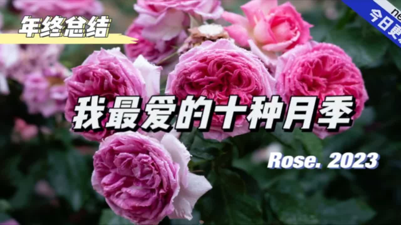 2023年月季年终盘点！个人向最爱月季品种Top10