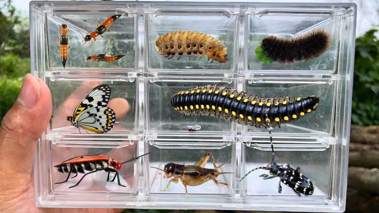 I catch insects in a wild garden with poisonous ants, hair clippers, larvae, crickets, butterflies