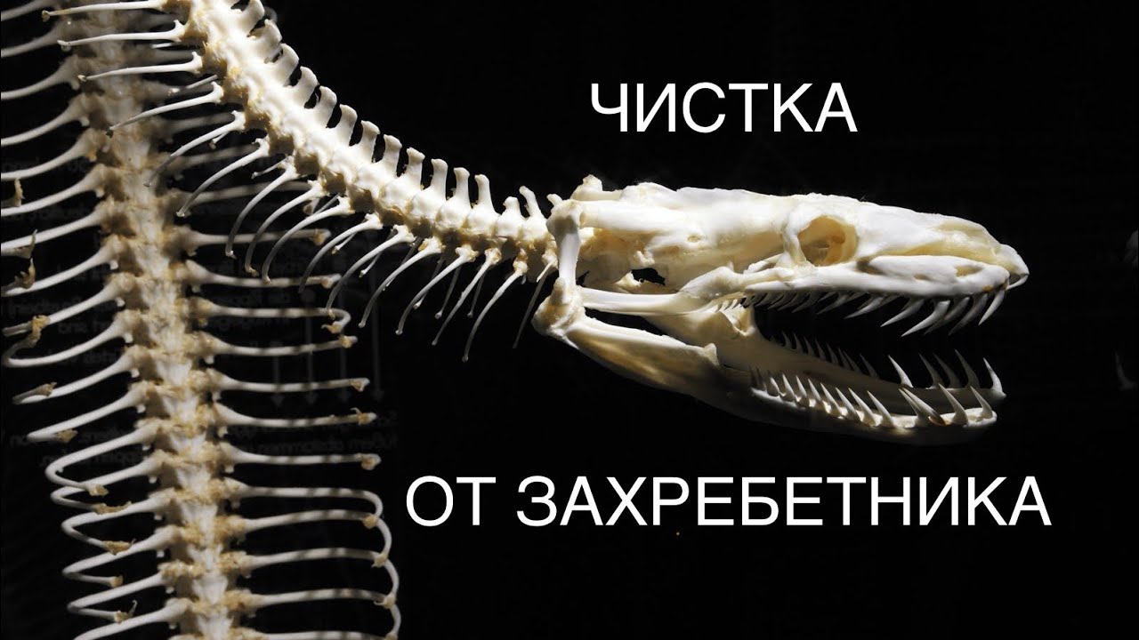 ЧИСТКА ОТ ЗАХРЕБЕТНИКА 4 августа 2025 г.