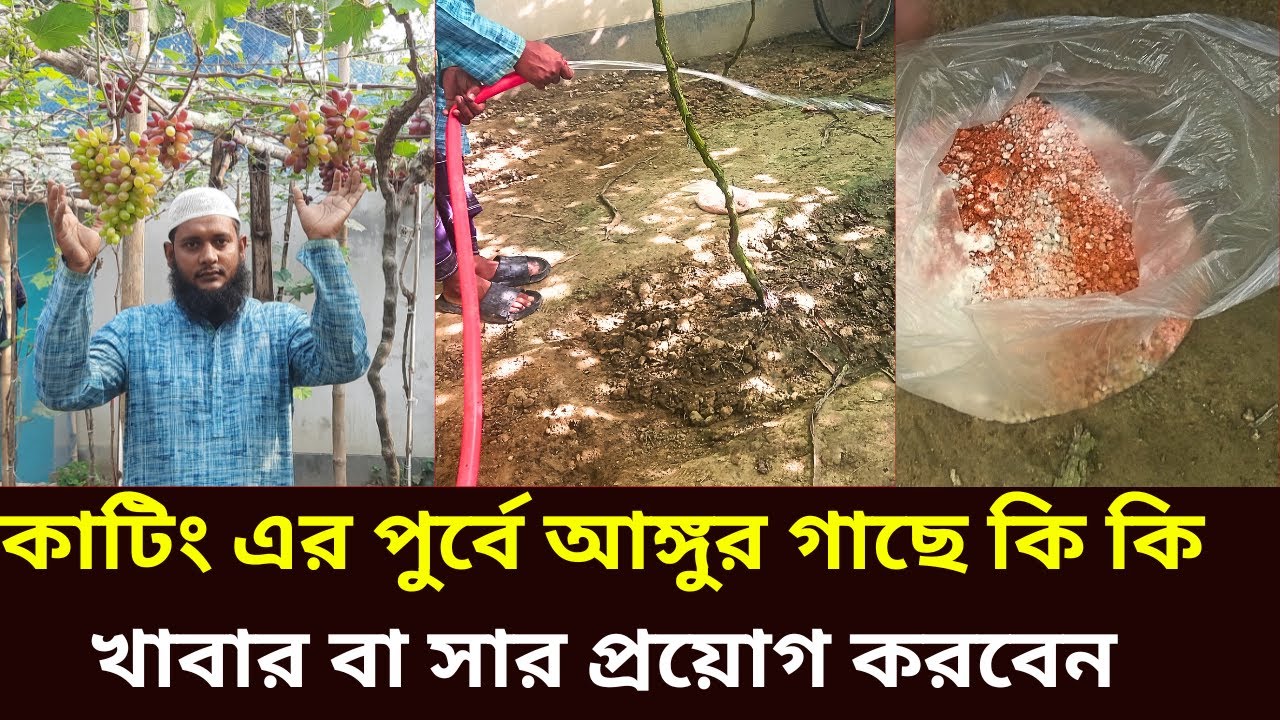 কাটিং এর পুর্বে আঙ্গুর গাছে কি কি খাবার বা সার প্রয়োগ করবেন ভুল করলেই বিপদ #grape #agriculture