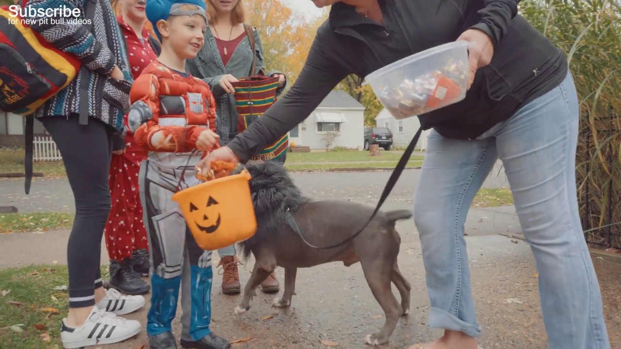 Kids React to a Pit Bull Rescue Dog that was labled 