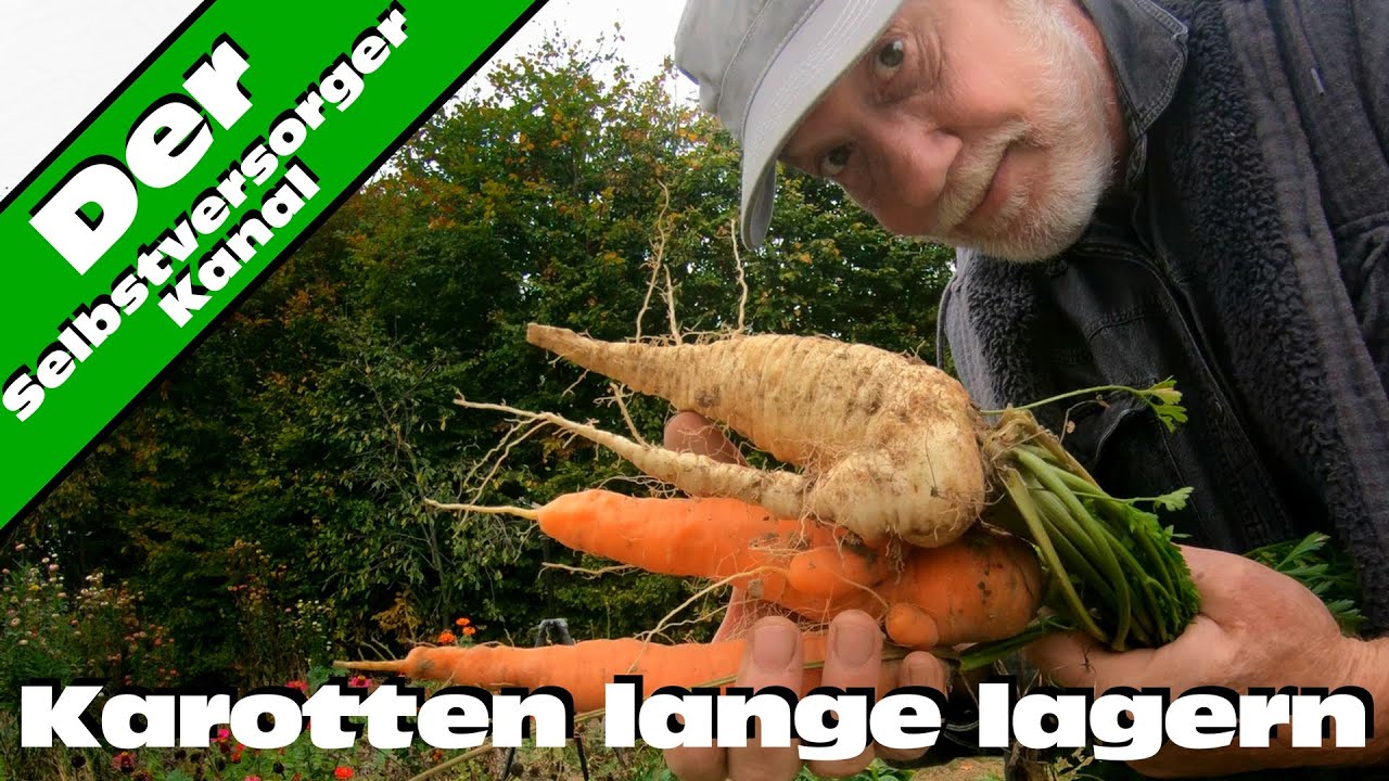 M&ouml;hren /  Karotten lange lagern f&uuml;r Selbstversorger