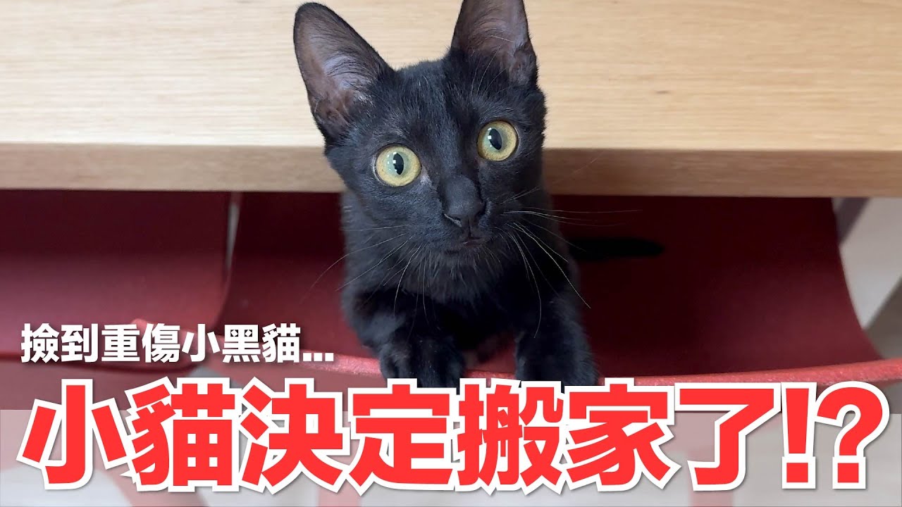 【好味小姐】小貓決定搬家了！？撿到重傷小黑貓...｜好味貓日常246