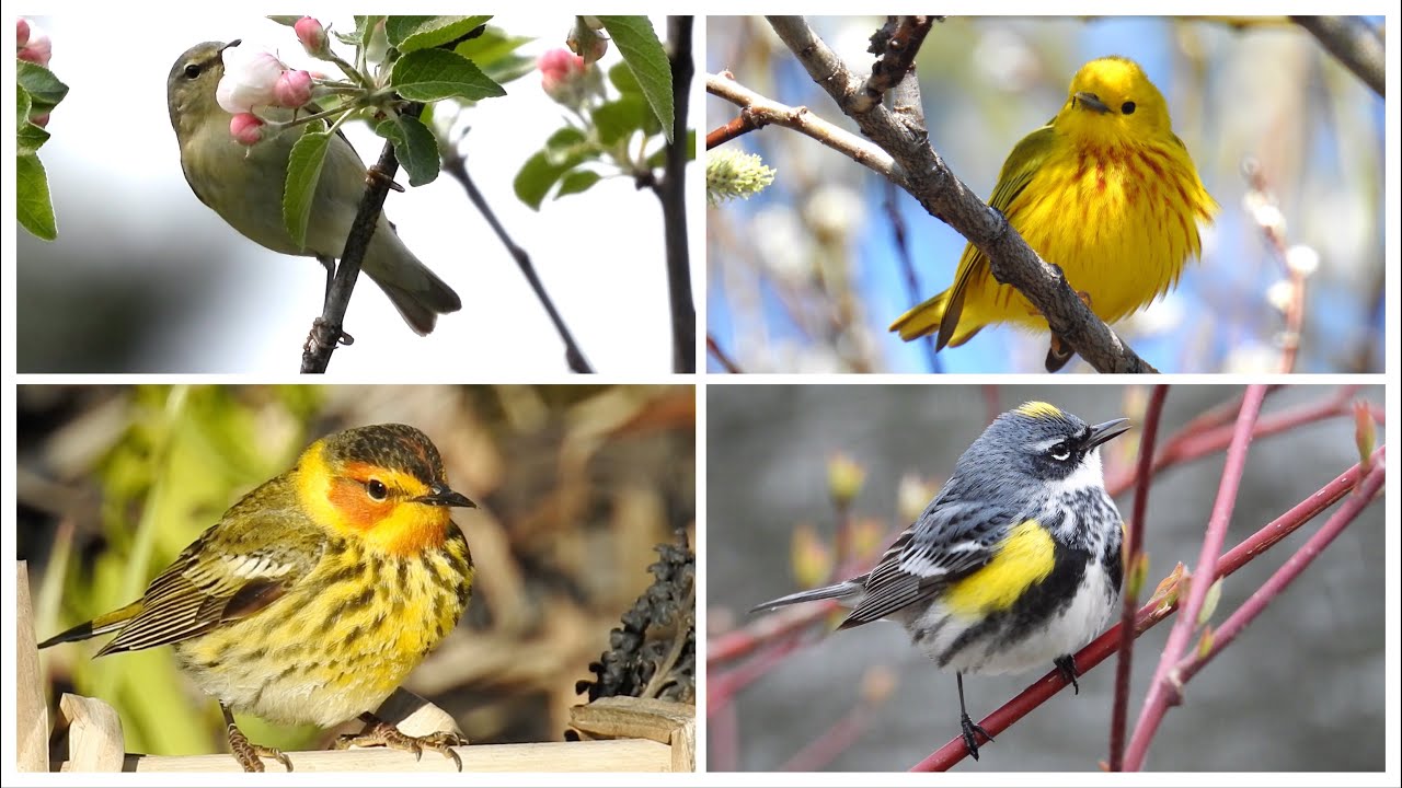 Parulines, chants / Warblers, songs