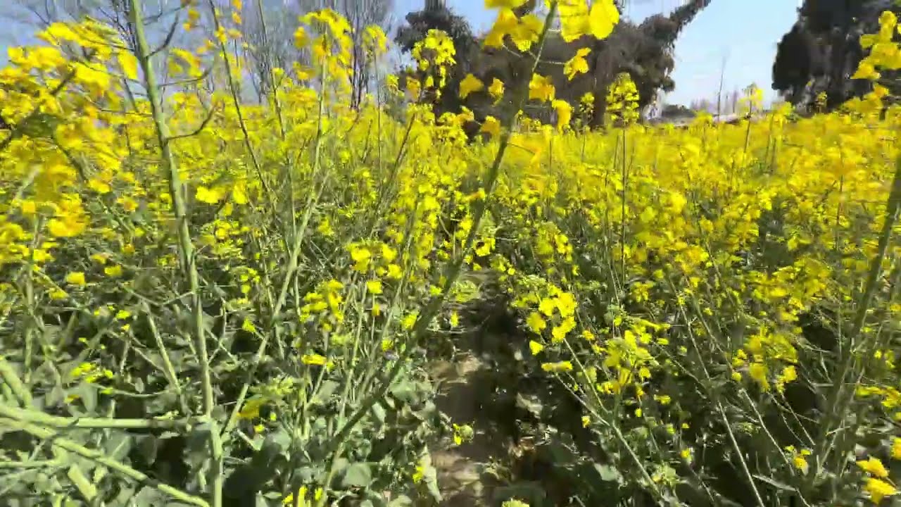 带你走进中国农村田野/油菜花盛开季节