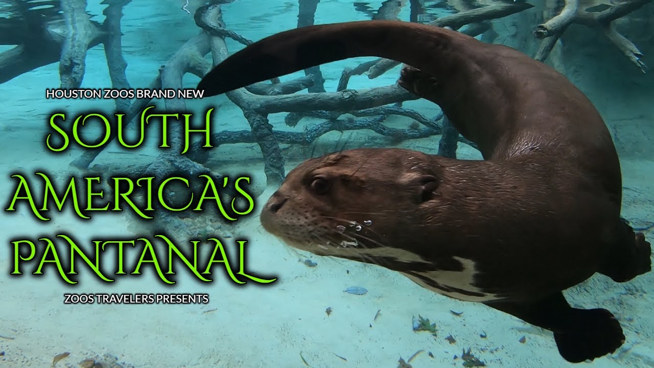 The Brand NEW South America's Pantanal - Houston Zoo