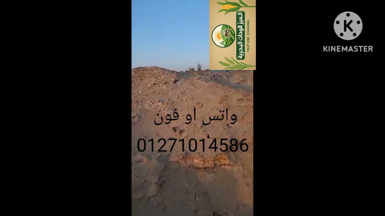 مزرعه 35 فدان  تمليك لقطه سعر الفدان 150 الف  #الواحات_البحرية #twitch #اراضي_للبيع #اكسبلور 