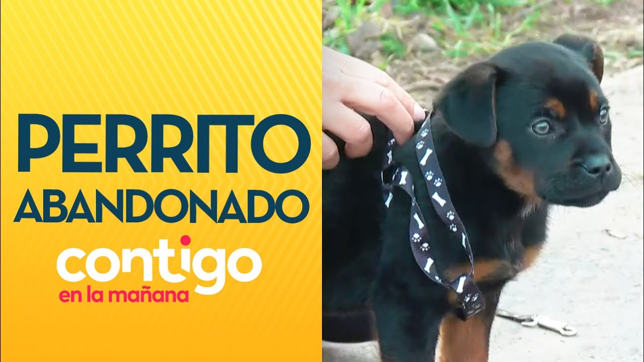 ESTABA AMARRADO: Perrito fue abandonado en una cancha en Maipú – Contigo en la mañana