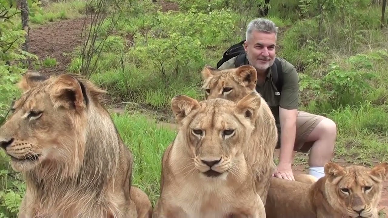 Livingstone, ZAMBIA Lion & Cheetah Encounter