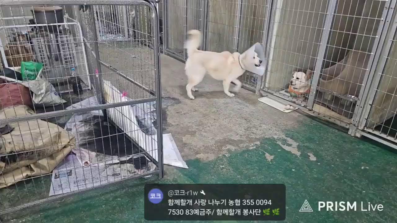 함께할개TV 봉사단 라이브 방송
