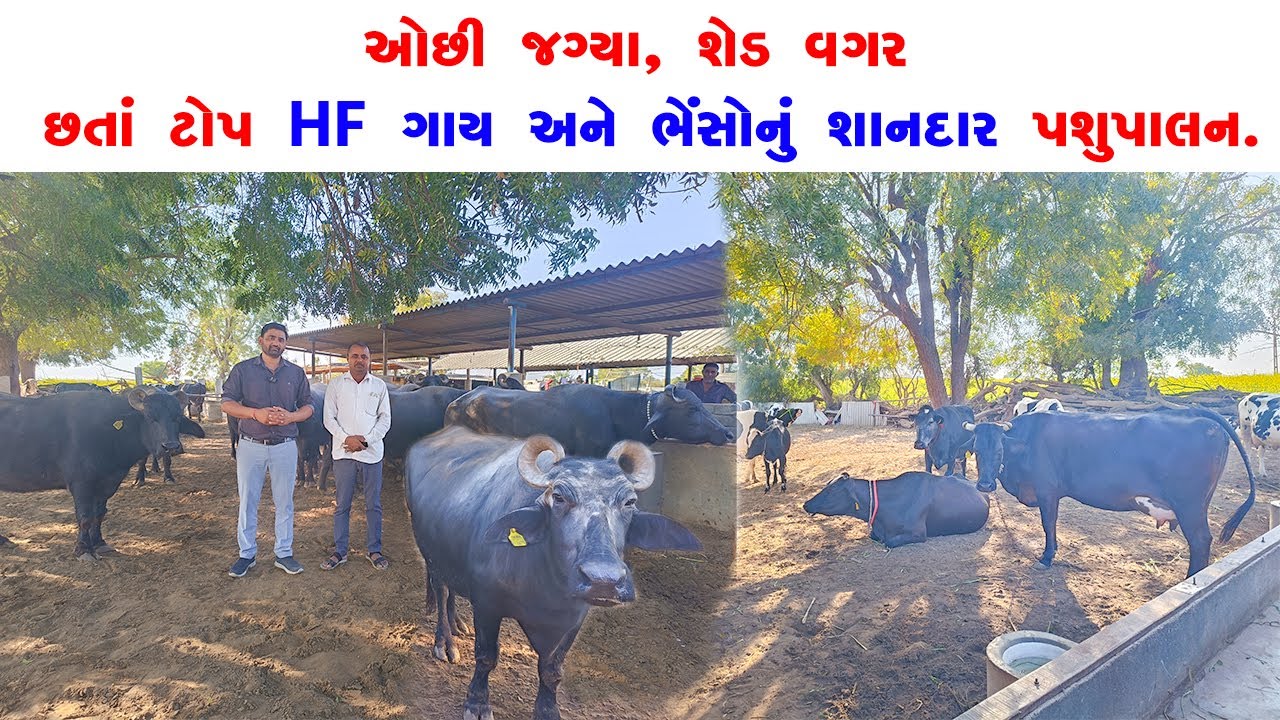 ઓછી જગ્યા, શેડ વગર છતાં ટોપ HF ગાય અને ભેંસોનું શાનદાર પશુપાલન.