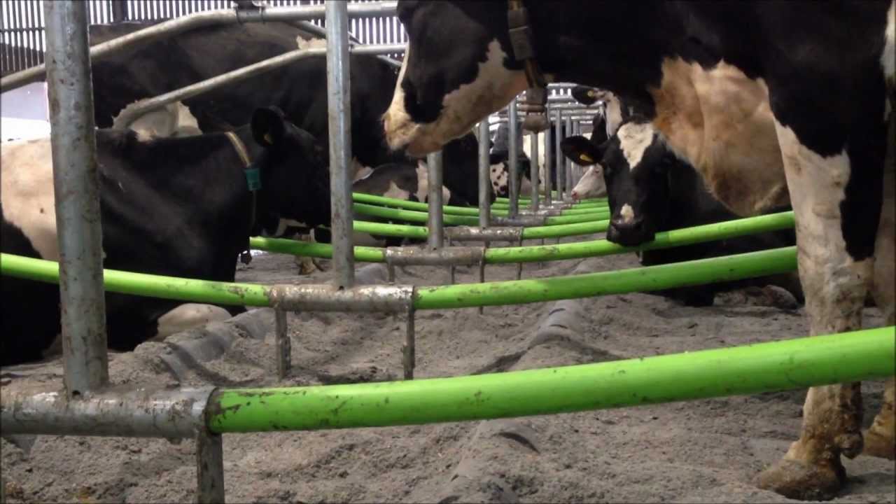 Cowcoon cubicle & Gel Mattress dairy cow housing