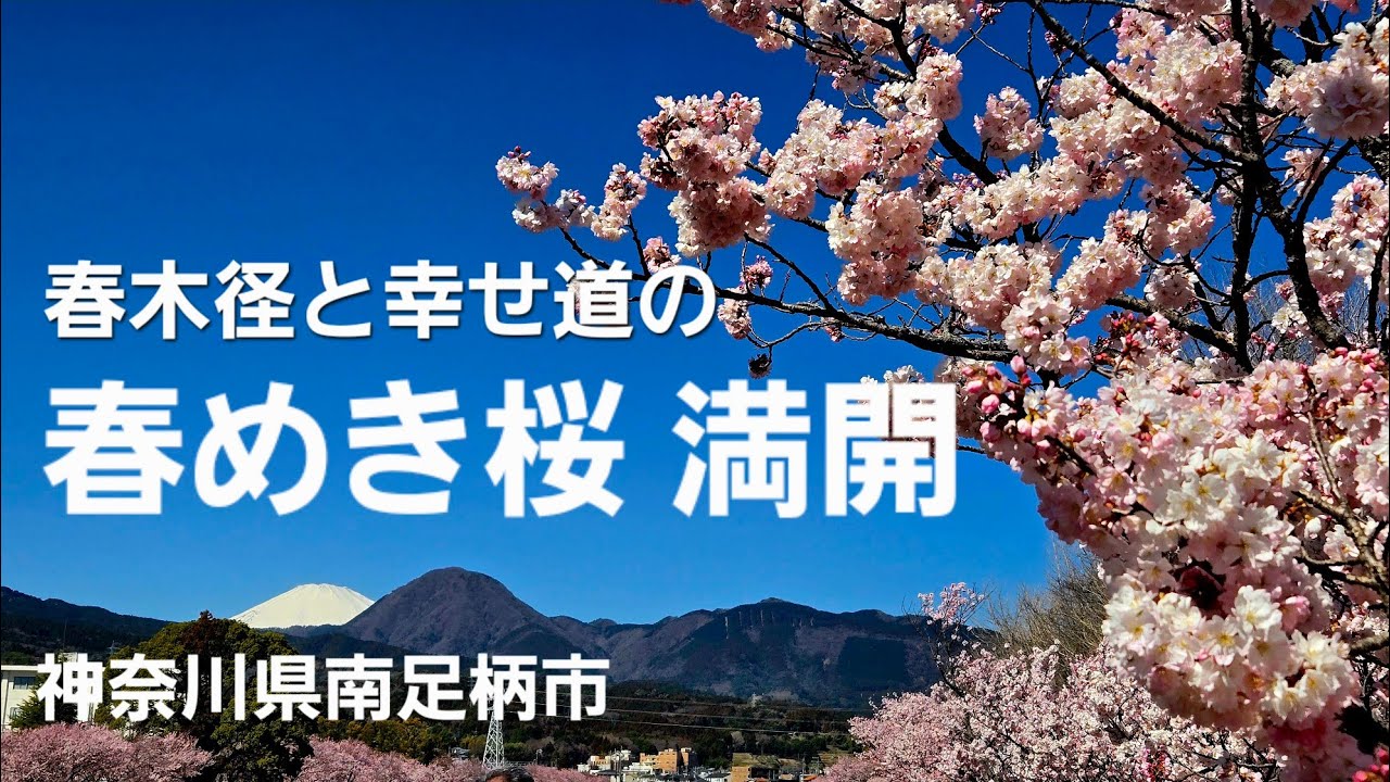 狩川両岸 春木径と幸せ道の春めき桜🌸ミニ解説付き😊(2026年3月撮影)【写真編】