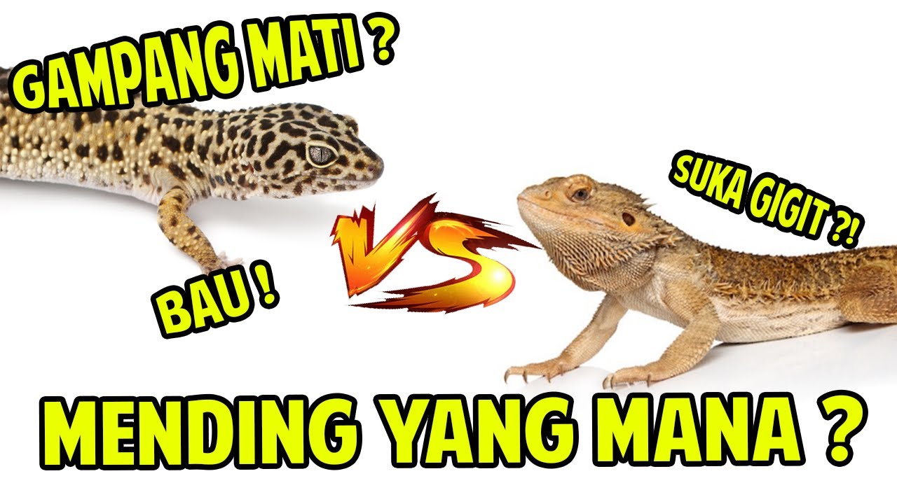 GECKO VS BEARDED DRAGON ! PILIH MANA ?