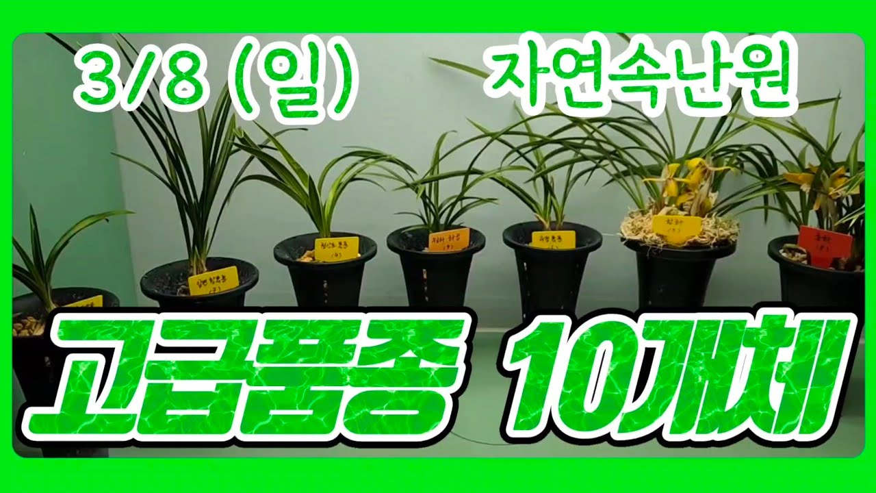 [3월 8일] 중투, 단엽성 입변반물, 입변 황복륜, 청산도복륜, 화성, 수정복륜, 황화, 홍화, 엽성복륜, 화형홍화 올려봅니다.