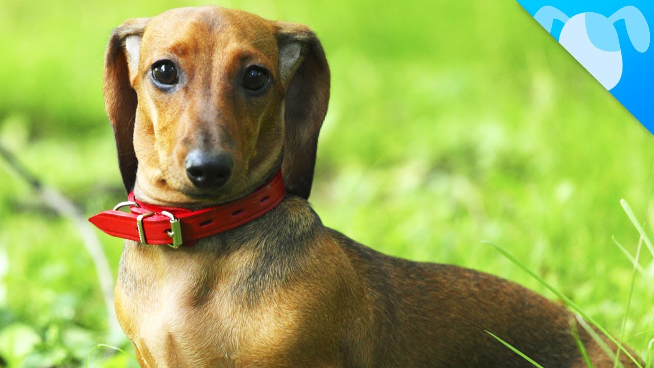 Dachshund Facts