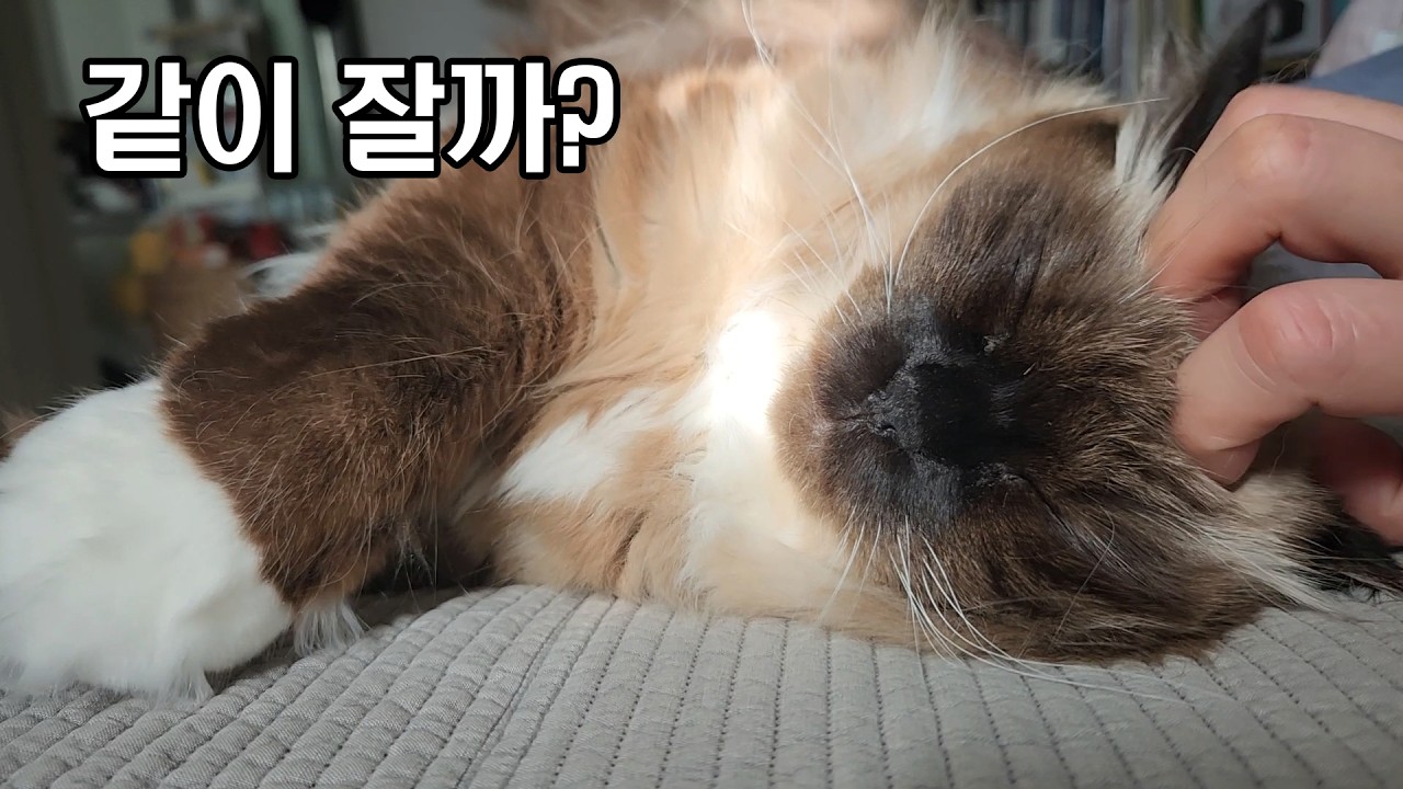 고양이와 평화로운 침대 타임 모음