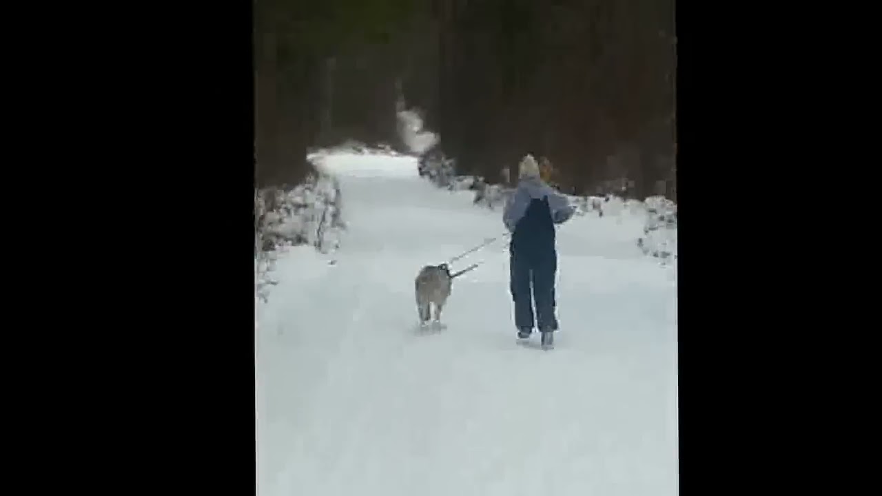 Training New Sled Dog