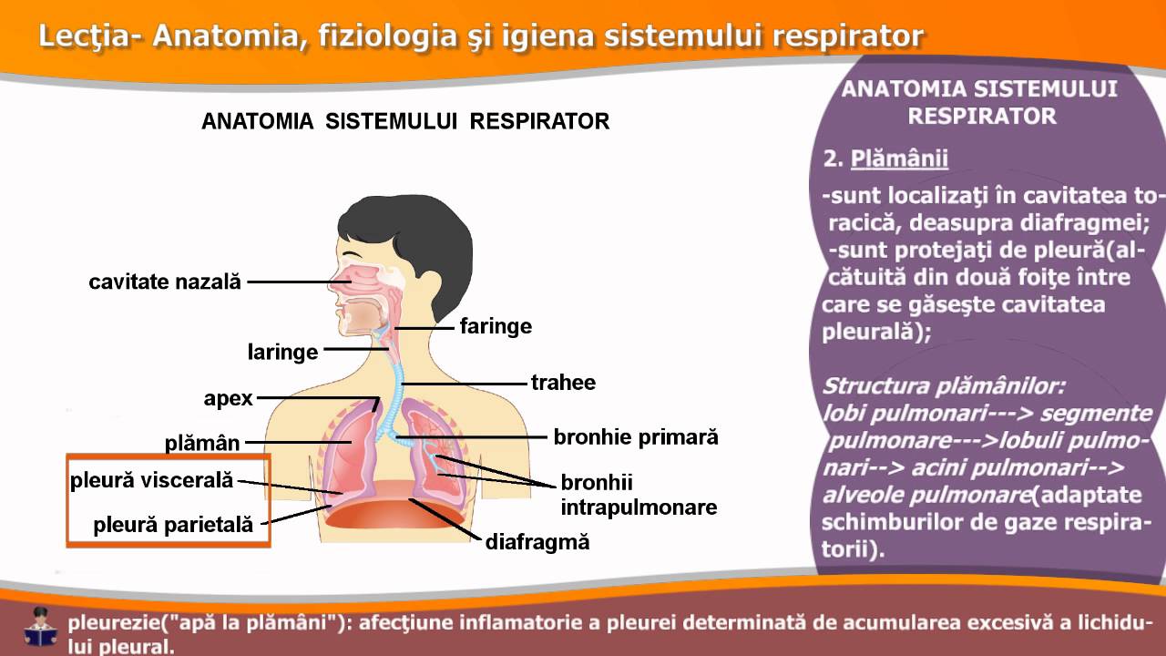 ANATOMIA, FIZIOLOGIA ȘI IGIENA SISTEMULUI RESPIRATOR