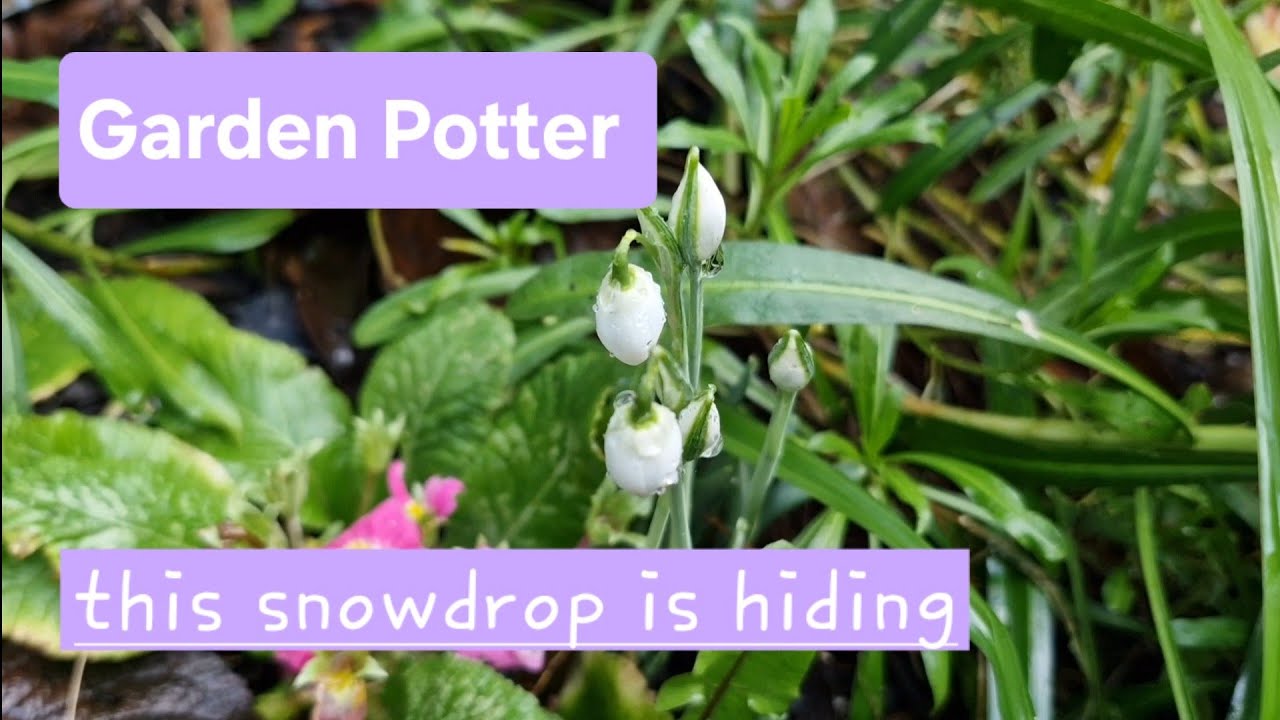 Garden Potter, growing hyacinths, hidden snowdrops