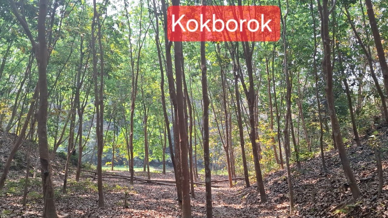 Что такое каучуковое дерево?