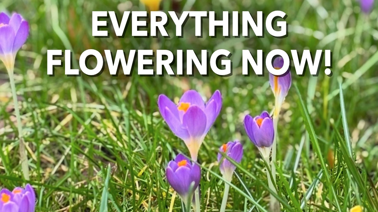 Everything Flowering NOW In My English Cottage Garden