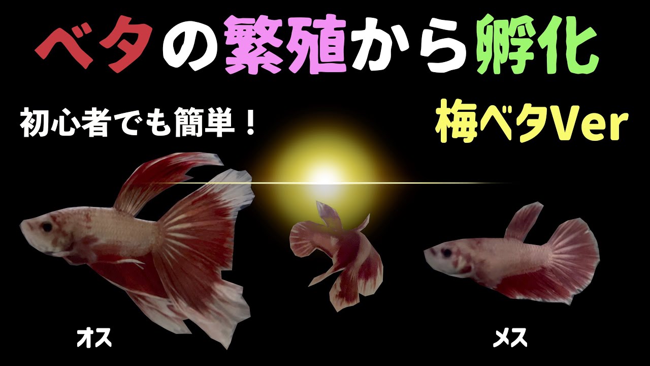 初心者でも簡単！ベタ繁殖動画パート１（梅ベタ版）