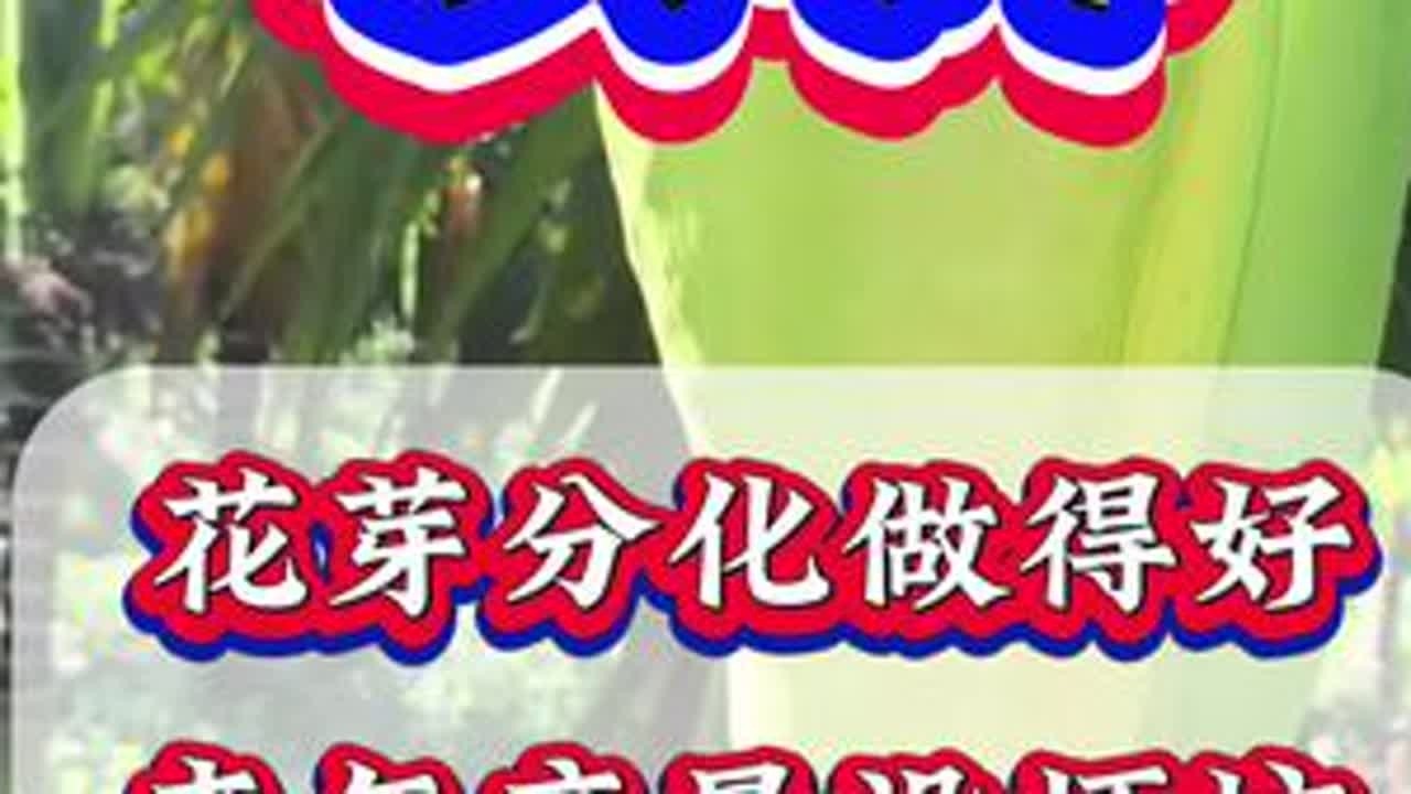 槟榔种植增产管理技术#槟榔种植 #槟榔树 #槟榔高产#海南槟榔#槟榔