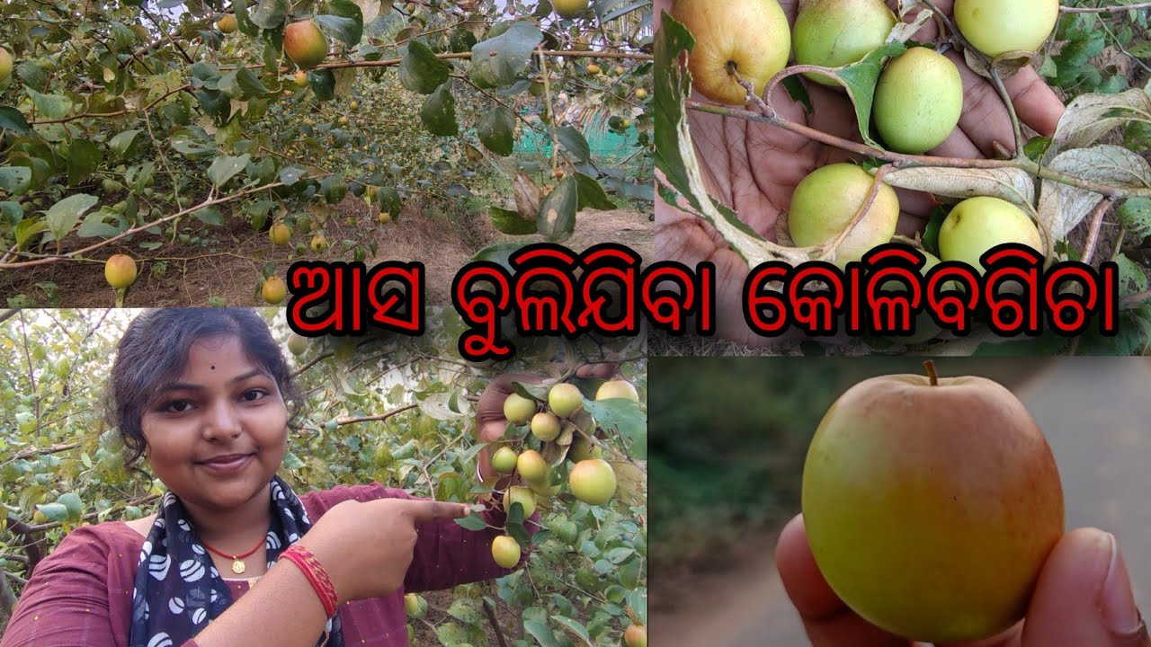 ଆସ ଯିବା ବୁଲି ତୋଳିବା ମିଶି କୋଳି🤤#ଆମ ଗାଁ କୋଳି ବଗିଚା😵‍💫#Red apple#କୋଳି ଖାଇବା ପାଇଁ ସ୍ୱାଦିଷ୍ଟ ଥିଲା କି☹️..