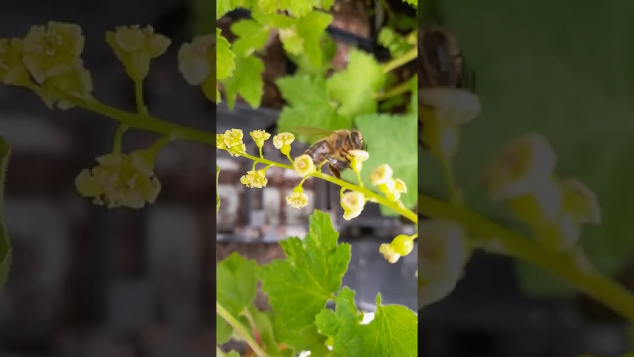Honingbij bestuift Rode bes (Ribes rubrum), gedetailleerd