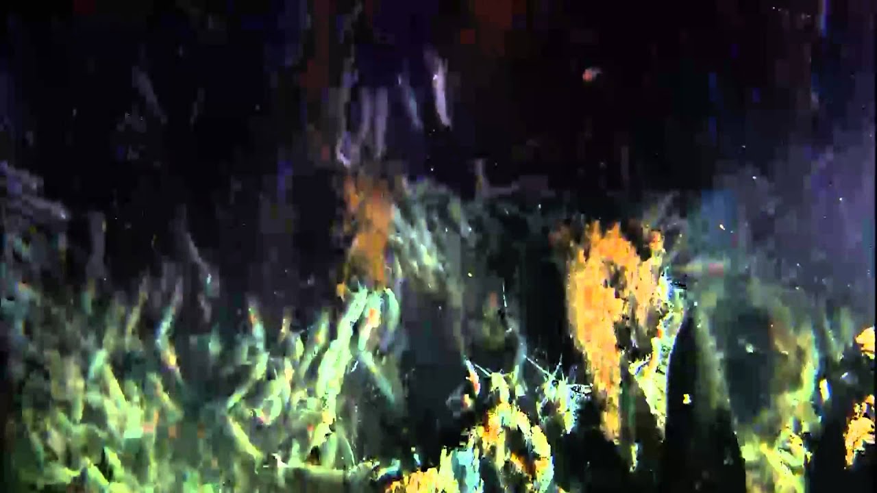 Marine Adaptations