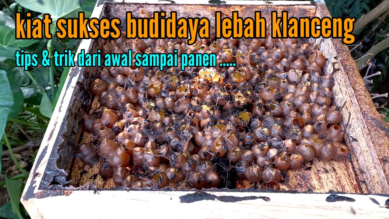 panen madu klanceng itama dan cara budidaya klanceng sampai panen. 