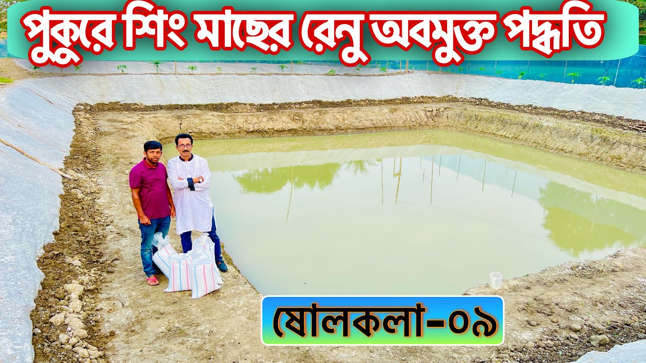 পুকুরে শিং মাছের রেনু অবমুক্ত পদ্ধতি.. ll catfish bd