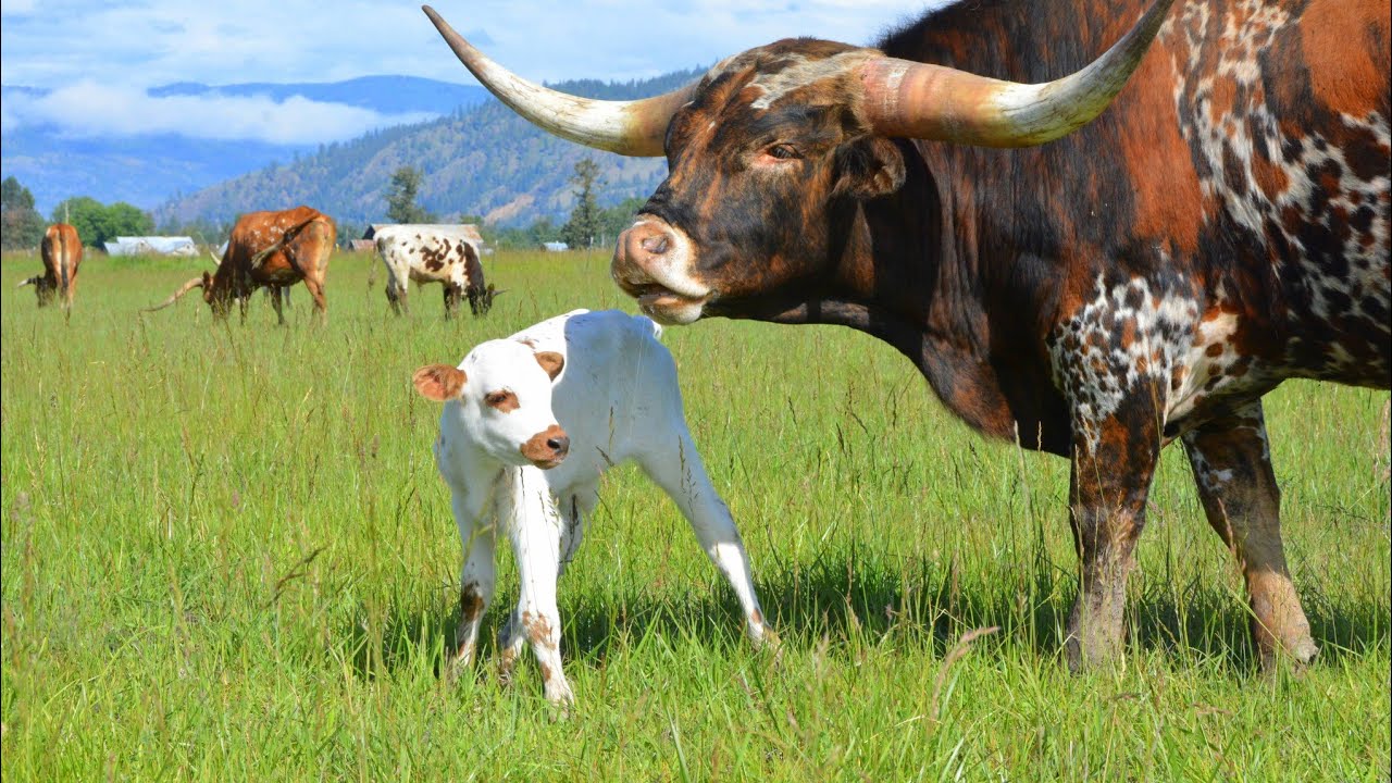 Texas Longhorn Bull Iron Willed