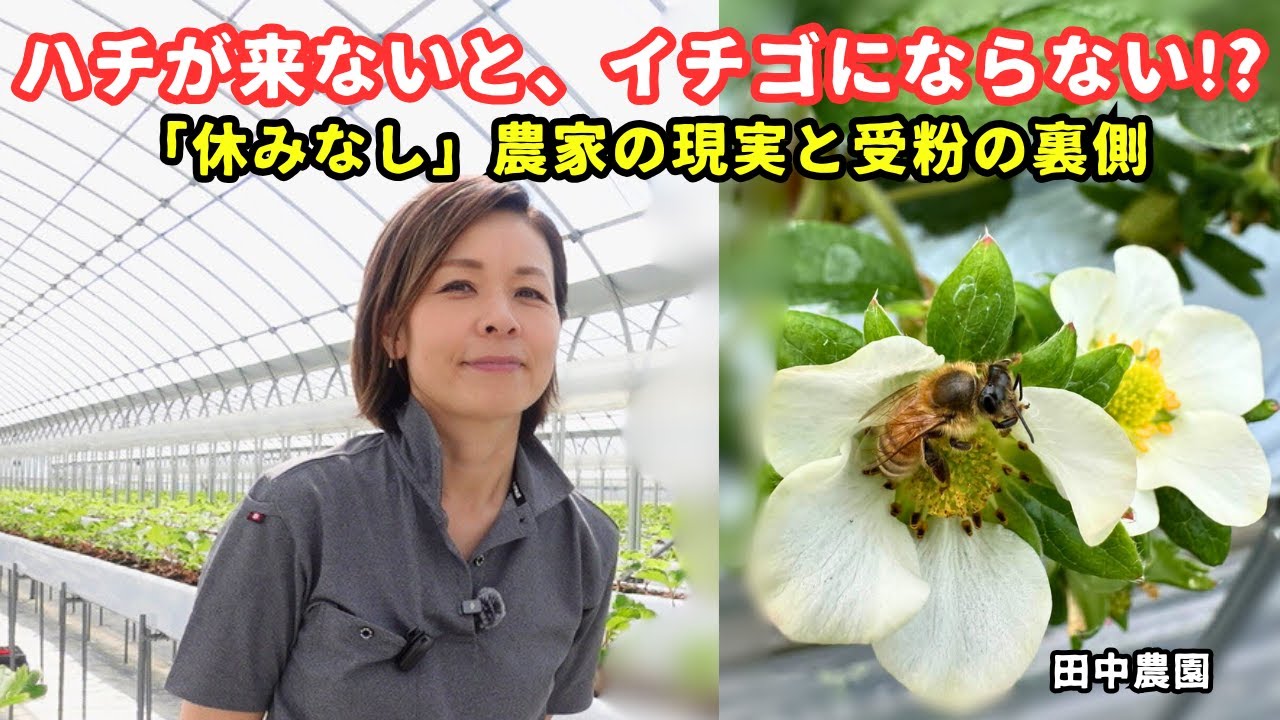 「休みなし」イチゴ農家の過酷な現実。ミツバチ不足と受粉の裏側【古都華｜田中農園 vol.2】