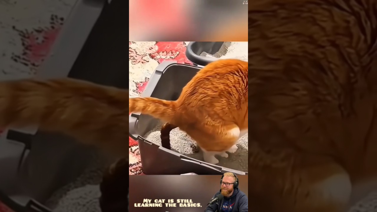 Cat Training in Progress&hellip; Not Perfect Yet!  | USA Cats #catshorts #catvideo #pets