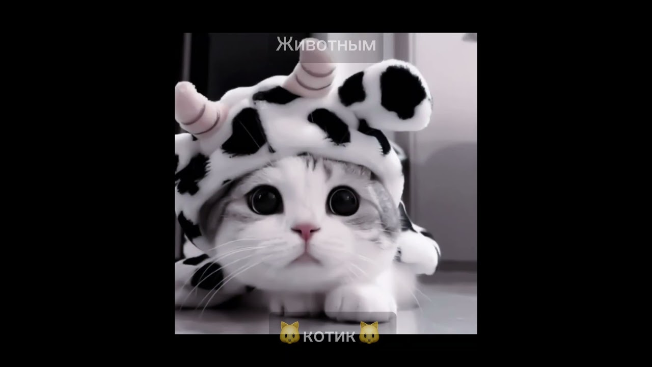 Эх, котик((( #кеджиро #ренгоку #miluna #misol