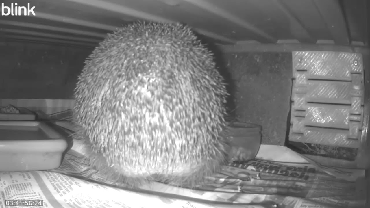 Wild Life Cam Night Of 19 02 2026