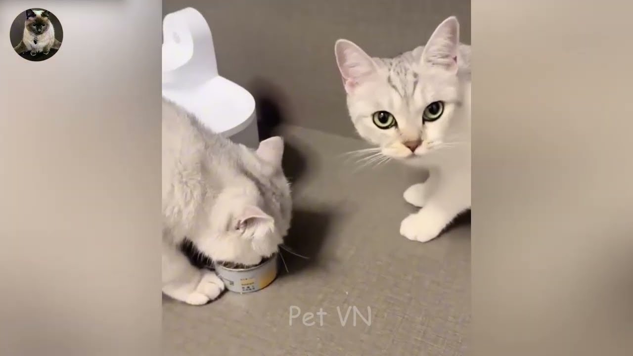 Cats Being Absolutely Bonkers 😂😂 Best Funny Cats and Dogs Videos 😹🐶
