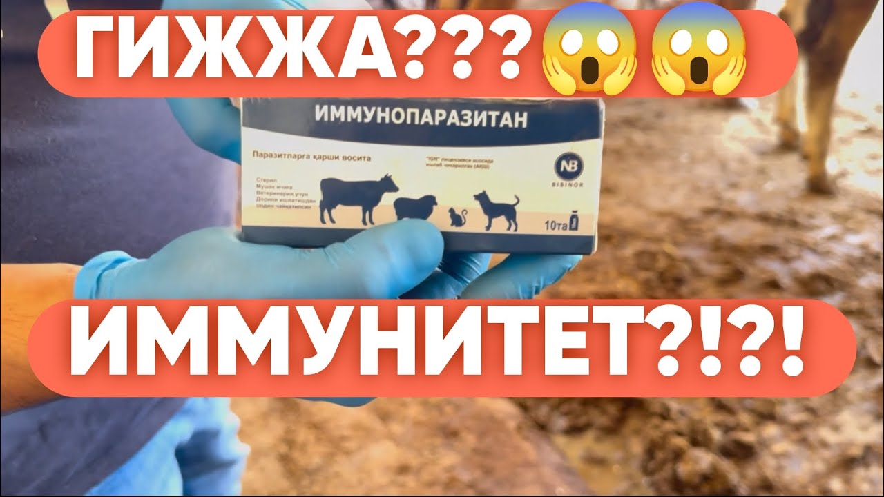 ПАРАЗИТЛАРГА НИМА САМАРАЛИ? #молбозор #молбокиш #2024 #romavetuz #molboqish #molbozor