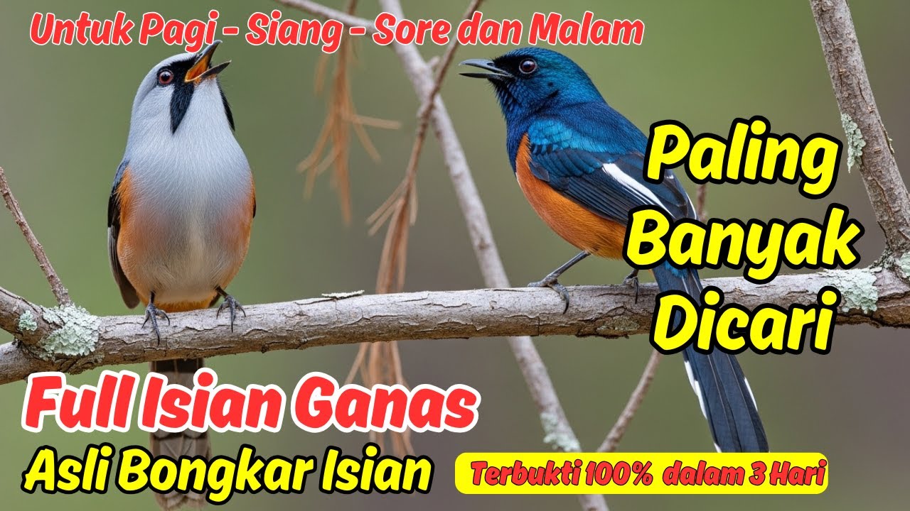 Pancingan Murai Batu Cepat Tampil Buat Latihan Sebelum Lomba