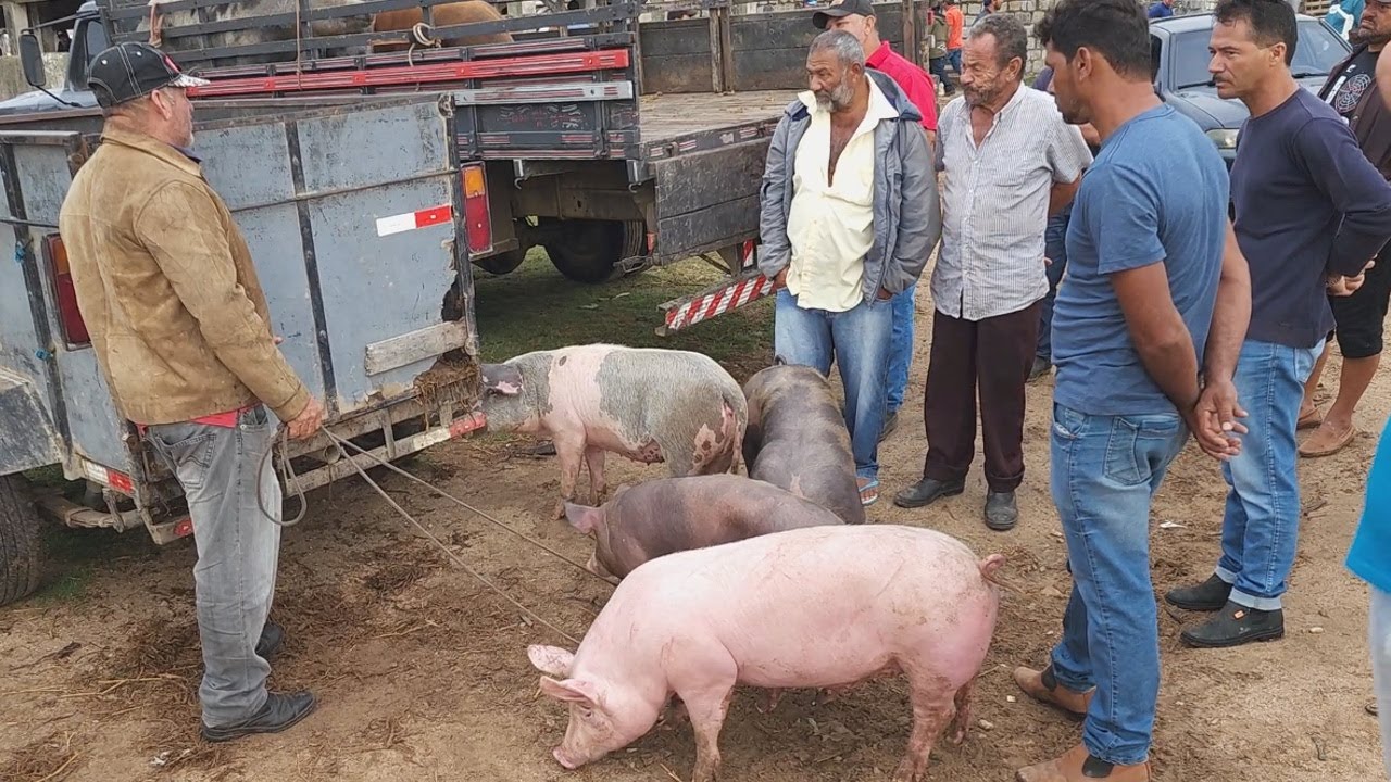 SUÍNOS COM PREÇO BOM EM CAPOEIRAS-PE, ALÉM DE CAPRINOS E OVINOS.  16 02 2024  #nordeste